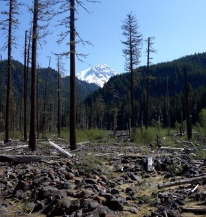 Dead trees stand in a boulder-strewn valley with the snowy peak of Mount Rainier rising above the forested hillsides at the head of the valley.