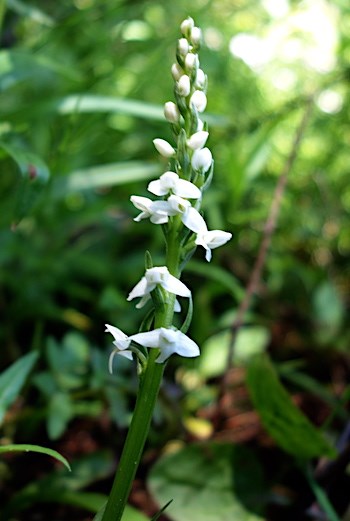 A green stem with a series of white blooms along its length.