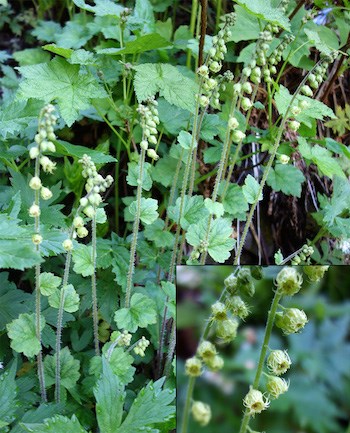 Several stems with green cup-like flowers and lobed, heartshaped leaves. An inset photo in the lower right shows a detail of the fringed flowers.