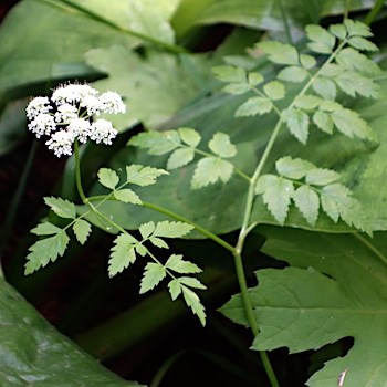 A plant with compound, toothed leaflets and a cluster of small white flowers.