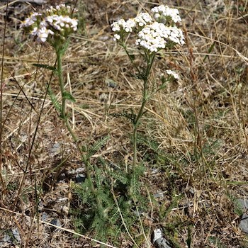 A plant topped in white clusters of flowers and feathery pale green leaves.