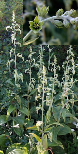 A patch of tall stems with dropping white-green flowers. An inset photo shows a detail of a darker green five-petaled flower along a stem.