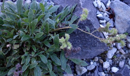 A low, leafy plant with a flowering stem lying along rocky ground.