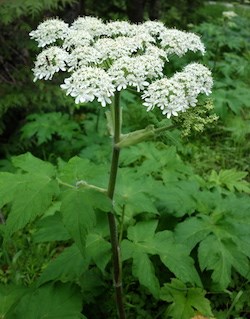 A disc of white flowers on a tall leafy stem.
