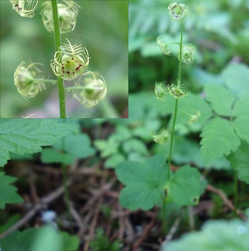 A small plant with greenish flowers with feathery divided petals. An inset image in the upper left shows a detail of the flowers.