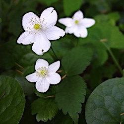 Three white flowers against dark vegetation.