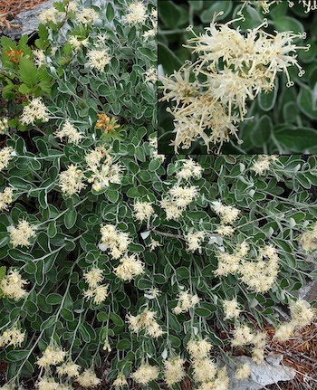 A mound like plant with green leaves edged in white with numerous clusters of cream-colored flowers. An inset image in the upper right shows a detail of the tiny flowers.