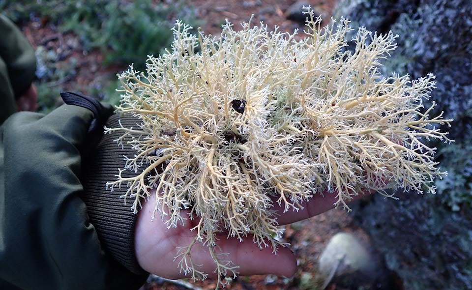 A hand holds up a large clump of white, branching lichen.