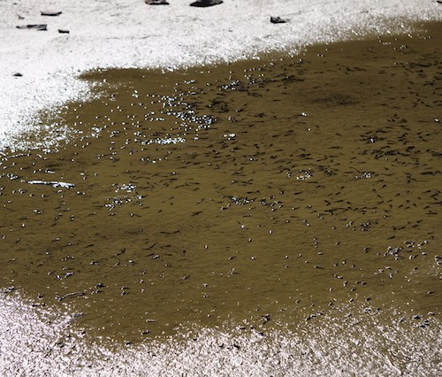 Numerous tadpoles fill a shallow pond with muddy banks that is drying up.