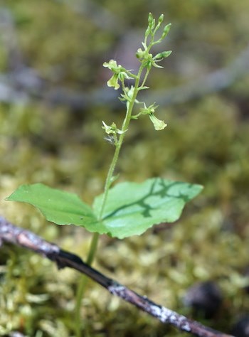 A small green plant with a single set of paired leaves below a spike of tiny green orchid-like flowers.