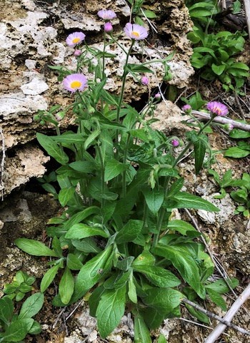 A plant with several tall stems covered in green leaves and topped in pink daisy-like flowers, growing next to pale travertine mineral deposits.