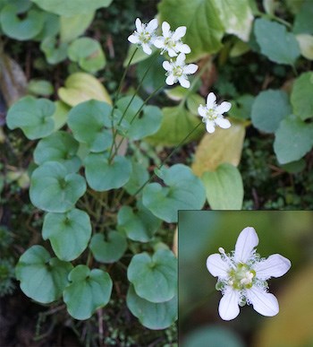 A plant with kidney-shaped leaves and white flowers on tall stalks. An inset photo in the lower right shows a detail of the white flower, with fringed petal edges.