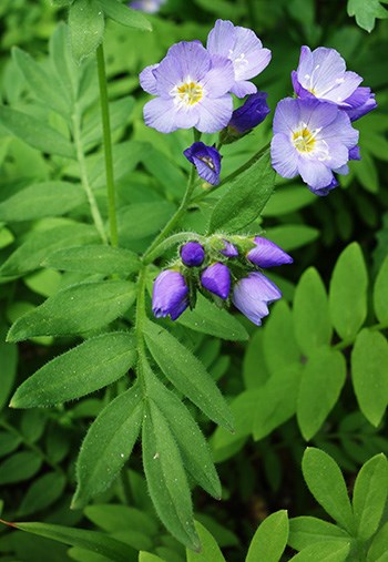 A cluster of blooming blue flowers, some still buds, with green leaves with numerous leaflets.