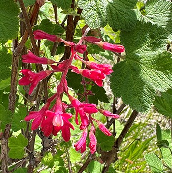 A cluster of bright red-pink, tube-shaped flowers with flaring petals on a shrub.