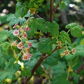 A shrub with maple-shaped leaves and a dropping cluster of small reddish flowers.