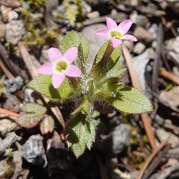 A small plant with two five-petaled pink flowers.