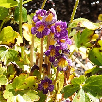 A cluster of purple flowers with fused petals, yellow-white in the center surrounded by lobed leaves.