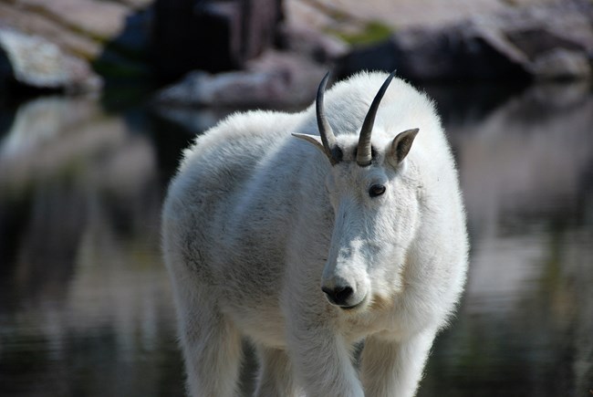 A large Mountain Goat with a short, white summer coat