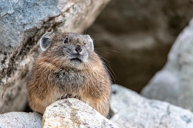 Pika nestled among rocks