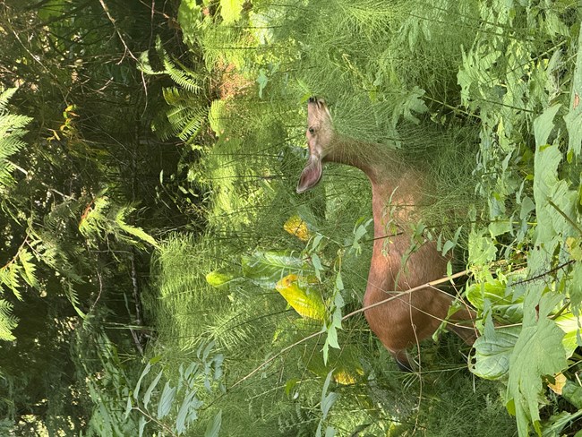 A black-tailed deer seen eating on vegetation in a green, leafy marsh.