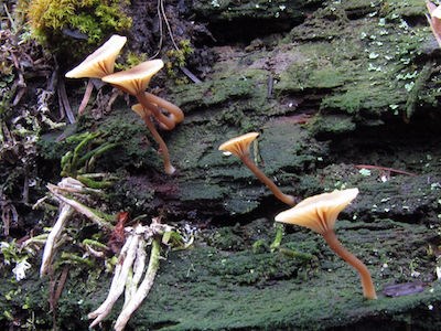 Small mushrooms grow out of a green crust on a log.