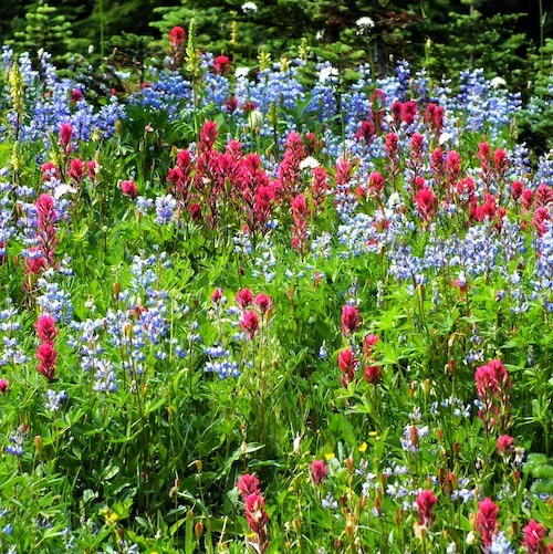 Colorful wildflowers and lush green vegetation fill a meadow.