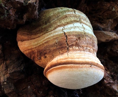A brown and white striped conk mushroom growing out of a log.