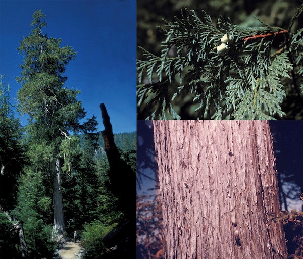(Left) A tall tree with white bark and drooping branches; (top right) A branch with scaled needles and small berry-like cones; (right bottom) Close up of peeling brown-grey bark.