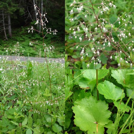 A collage of Crevice Alumroot images, with the full plant on the left side. The right side of the image is split with a detail of the flower on top, detail of leaves on bottom.
