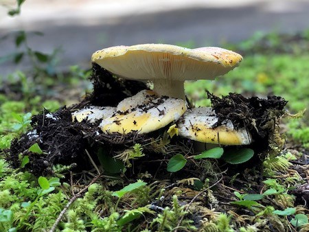 A cluster of pale yellow mushrooms erupting out of moss.