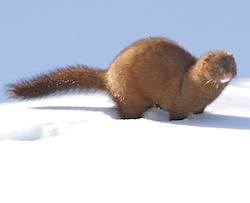 A weasel-like animal with brown fur and a white patch on the chin, small ears, and a long tail, standing in snow.