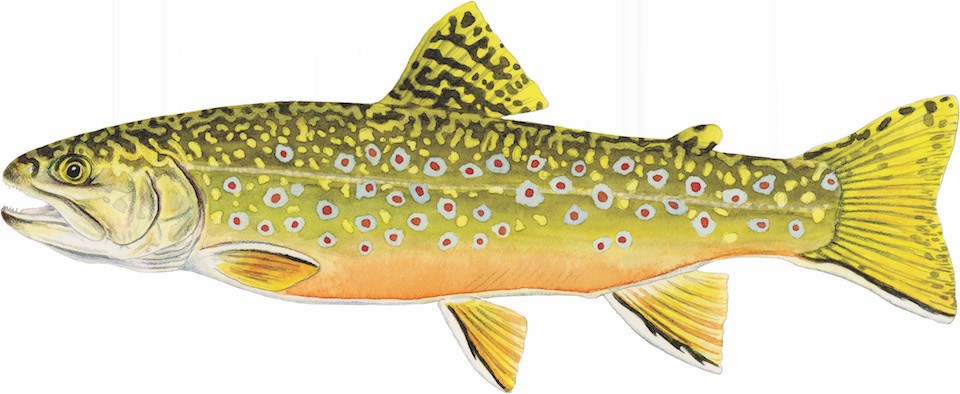 A drawing of a brook trout, a yellow fish with colorful red spots.