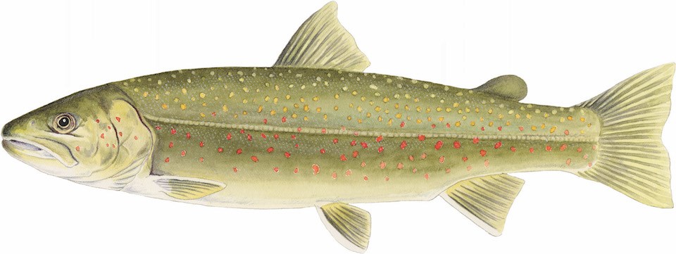 A drawing of a bull trout, a large fish that is gray to silver with white leading edges on their fins.