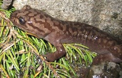 Coastal Giant Salamander