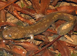 A large salamander on wet leaves.