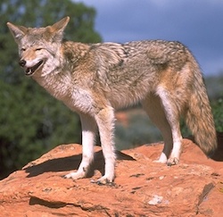 Coyote by Gerald McDermott