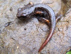 A brown salamander curled on a rock.