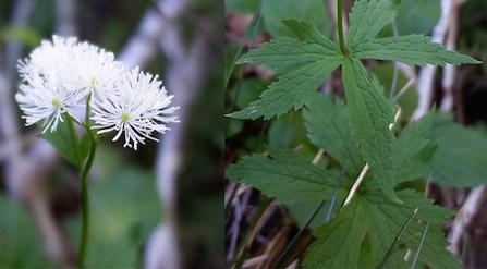 A cluster of white thread-like flowers next to a photo of deeply-lobed leaves.