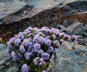 A rounded plant covered in clusters of violet flowers grows in between two large rocks.