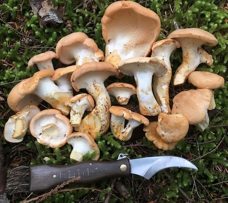 A collections of small tan and white mushrooms laid out on moss next to a wood-handled curved knife.