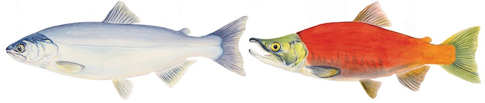 Drawings of two Kokanee salmon. The fish on the left is blue-silver. The fish on the right is bright red with a green head and tail fin.