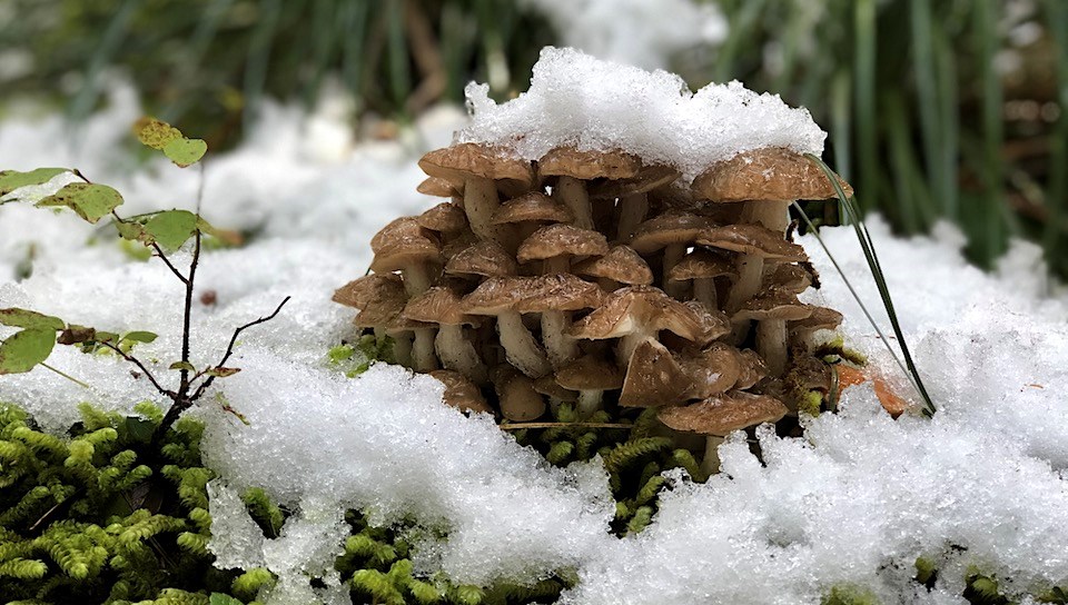 A clump of mushrooms growing out of moss and covered in snow.