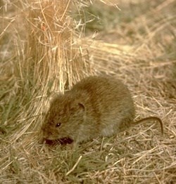 Long-tailed Vole