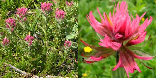 Left: A Magenta Paintbrush plant. Right: Close up of a Magenta Paintbrush flower.