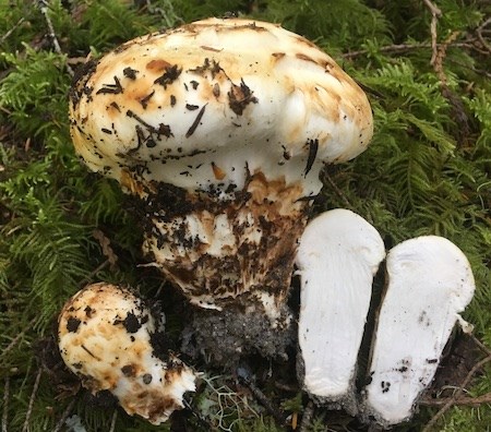 One large and two small white mushrooms pulled out and resting on moss. One of the small mushrooms is cut in half length-wise to show the solid white interior.