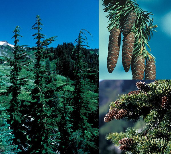 Combination photo top to bottom of several hemlocks growing in a meadow; close-up of long tightly closed cones; close-up of open cones on bushy branches.