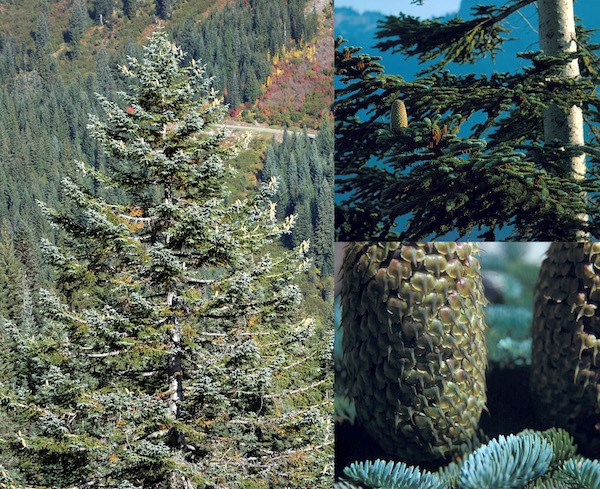 (Left) A large tree with wide branches; (upper right) A single cone upright on a branch; (lower right) details of bracts covering a cone.