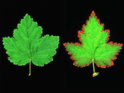 Two leafs, one with no injury (left), one with damage from ozone exposure (right).
