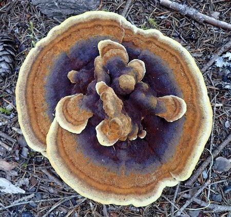 A circular fungus with rings of yellow, brown and blue-black.