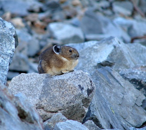 A small mammal perched on a rock.